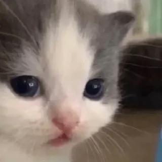 🥺 emoji Да я, а что Telegram sticker 9 of 120