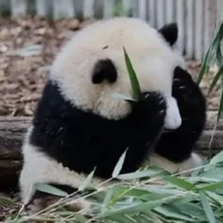 Sticker from panda :: @Mubinaspandas