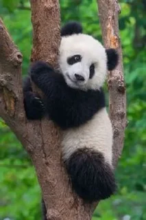 Sticker from panda :: @Mubinaspandas