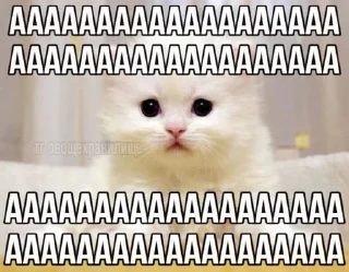 Sticker from добрые котики