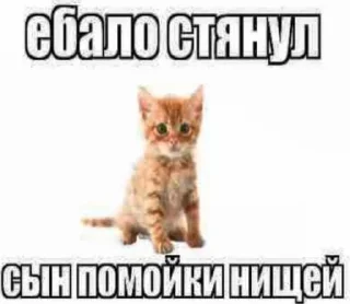 Sticker from добрые котики