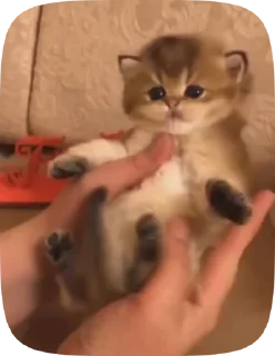 Sticker from Котики от вайфки!! @wifexxevablog