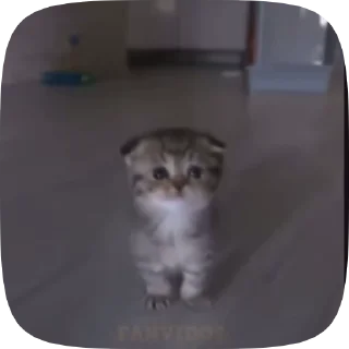 Sticker from Котики от вайфки!! @wifexxevablog