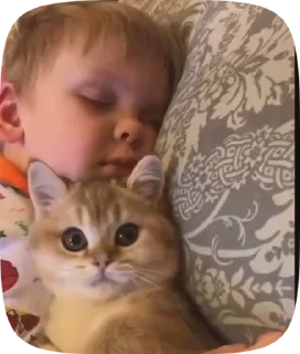 Sticker from Котики от вайфки!! @wifexxevablog