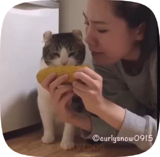 Sticker from Котики от вайфки!! @wifexxevablog