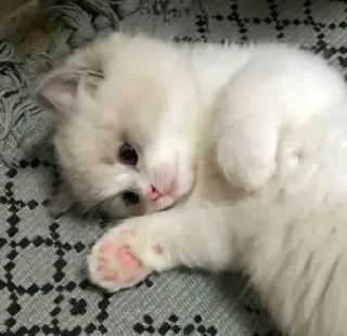 Sticker from sweet pussy