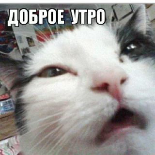 Sticker from На случай важных переговоров