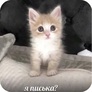 🐱 emoji пиздопроёбина мудоблядская Telegram sticker 6 of 41