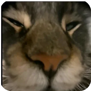 🐱 emoji 😍🥰 ➡️ @Ctikerubot Telegram sticker 20 of 32