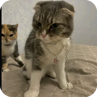 🐱 emoji 😍🥰 ➡️ @Ctikerubot Telegram sticker 22 of 32