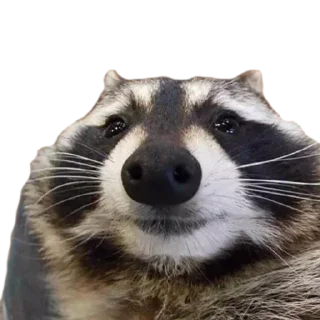 😐 emoji ЄНОТ Telegram sticker 5 of 13