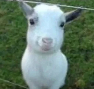 🐐 emoji FELIRIAL pack by @QuotLyBot Telegram sticker 17 of 60