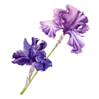 Sticker from @wisdom_droplets Flowers — @stckrRobot