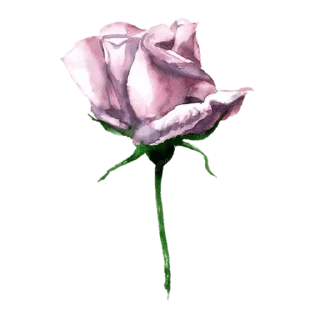 Sticker from @wisdom_droplets Flowers — @stckrRobot