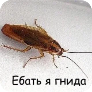 🐞 emoji Капец Telegram sticker 15 of 118