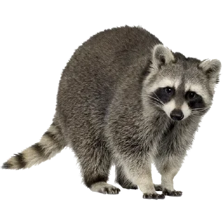 Sticker from Всё про енотов