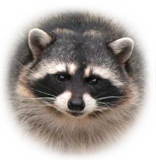 Sticker from Всё про енотов