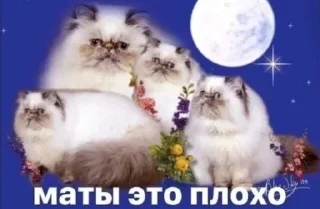 🌟 emoji Жизнь крепка Telegram sticker 19 of 74