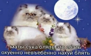🌟 emoji Жизнь крепка Telegram sticker 18 of 74