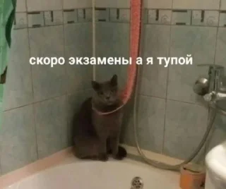 🌟 emoji Жизнь крепка Telegram sticker 13 of 74