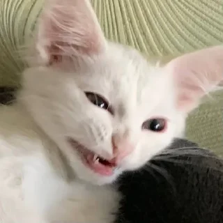 😩 emoji киттенс Telegram sticker 11 of 45
