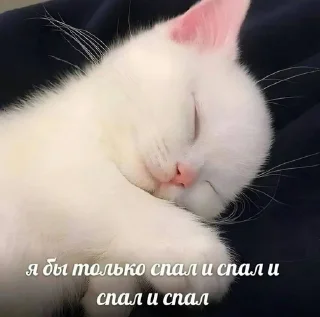 😴 emoji киттенс Telegram sticker 17 of 45