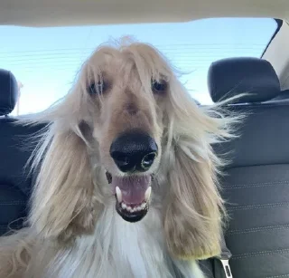 Sticker from borzoi