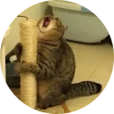 Sticker from Some Cats