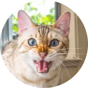 Sticker from Some Cats