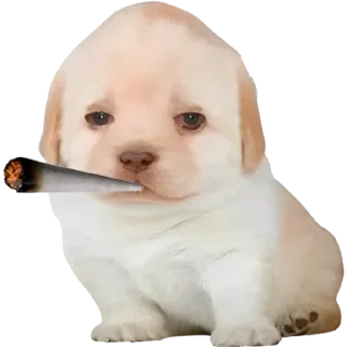 😶‍🌫️ emoji VPN 👉 @gptVPNrbot Telegram sticker 14 of 85
