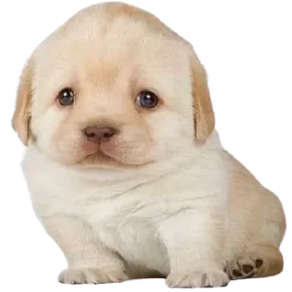 🥹 emoji VPN 👉 @gptVPNrbot Telegram sticker 20 of 85