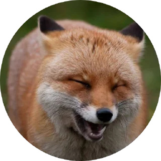 Sticker from 🦊 лисики 🦊