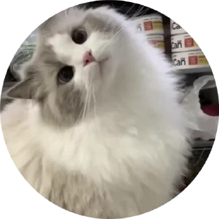 Sticker from https://t.me/M12estetika