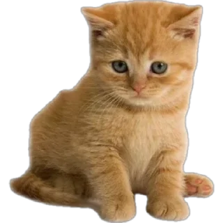 😼 emoji Всё что попало Telegram sticker 9 of 100