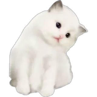 🐈 emoji Всё что попало Telegram sticker 8 of 100