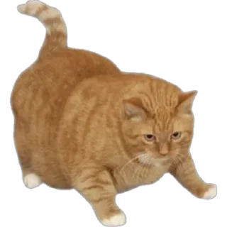 😽 emoji Всё что попало Telegram sticker 20 of 100