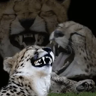 😂 emoji хуикеры — @stckrRobot Telegram sticker 17 of 120