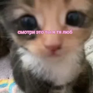 Sticker from котята