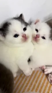 🌟 emoji котята Telegram sticker 8 of 23