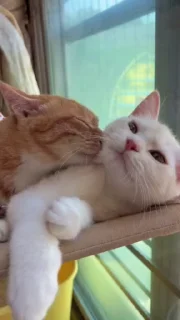 🌟 emoji котята Telegram sticker 12 of 23