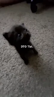 Sticker from котята