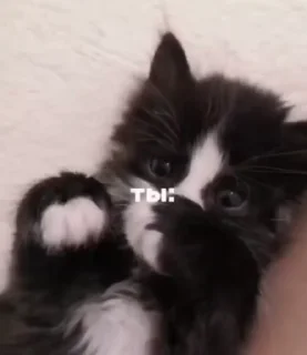 🌟 emoji котята Telegram sticker 15 of 23