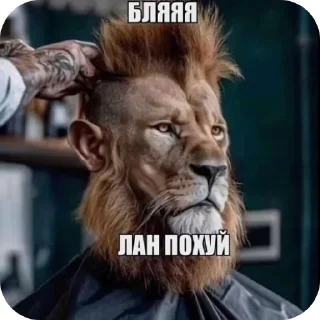 Sticker from львы