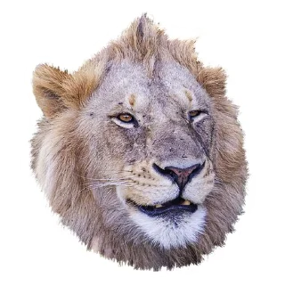 Sticker from Lion life