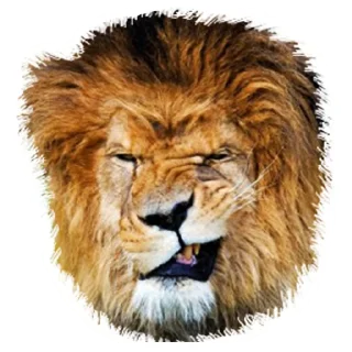 Sticker from Lion life