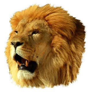 Sticker from Lion life