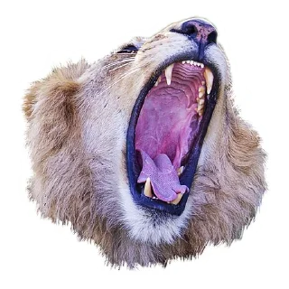 Sticker from Lion life