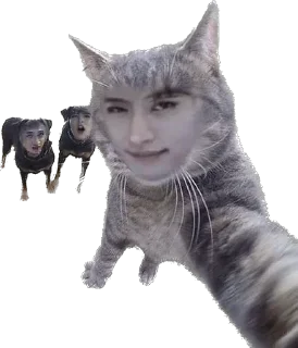 Sticker from swag от слова stray kids