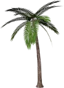 🌴 emoji A E S T H E T I C S Telegram sticker 15 of 120