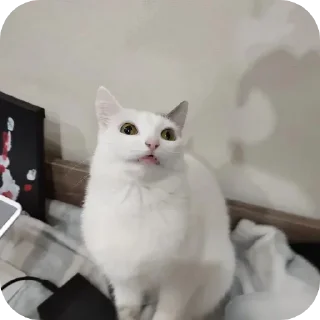 Sticker from meow🐱